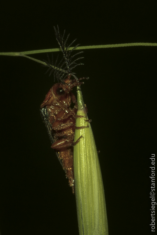 stanford bioblitz2019